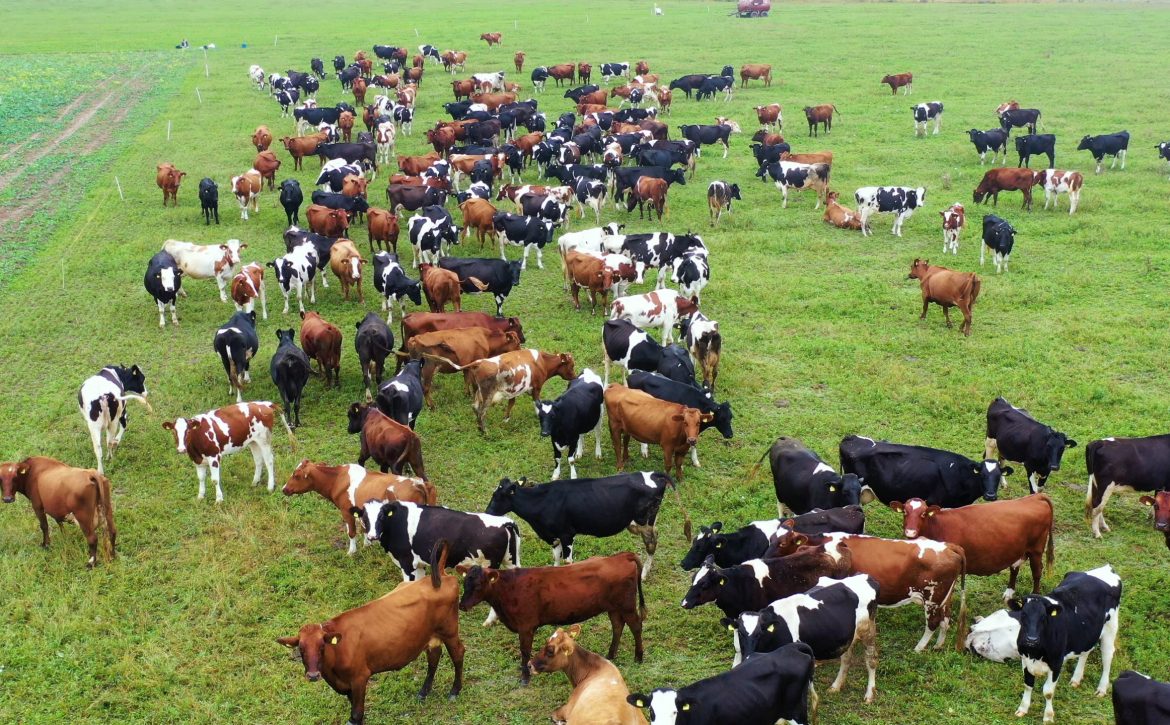 Aerial view of cows herd grazing on pasture field, top view drone pov , in grass field these cows are usually used for dairy production.