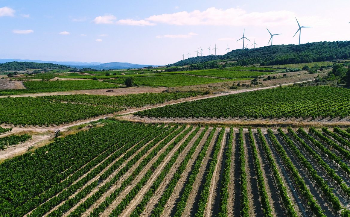 paysage de vignes avec éolienne en fond