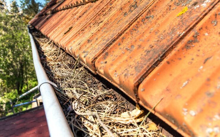 Gutters full of debris needing to be cleaned. Roof gutter clogged with pine needles and debris. Work on the house.
