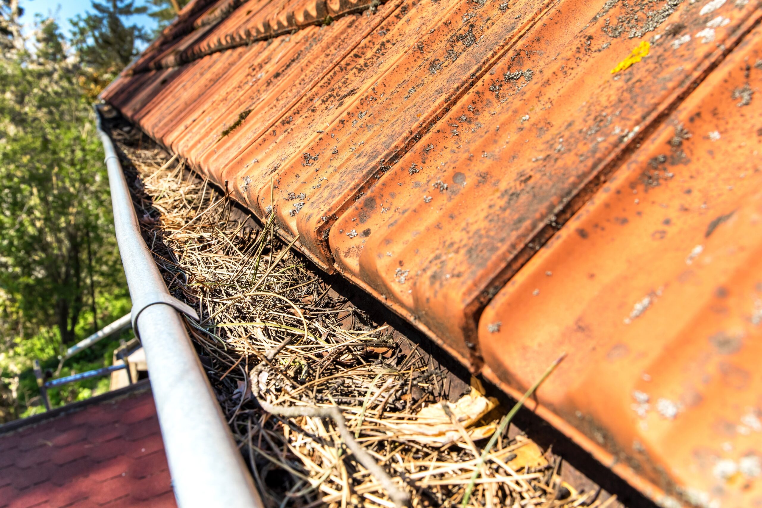 Gutters full of debris needing to be cleaned. Roof gutter clogged with pine needles and debris. Work on the house.